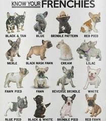 The french bulldog is a pup you can't help but love. Know Your Frenchies French Bulldog Puppies Bulldog Puppies Cute Baby Animals