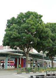 Image result for Khaya