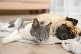 Dogs That Are Good With Cats Breeds That Tend To Do Well With Felines