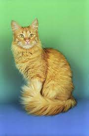Turkish Angora Cat Cat Catbreeds Angoracat Turkishangoracat Angora Cats Turkish Angora Cat Cat Breeds