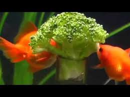 Goldfish Love To Eat Vegetable Youtube
