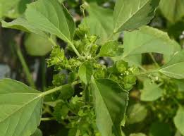 Image result for Acalypha ciliata