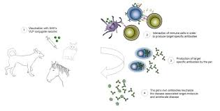 Description of animal cell technology in manufacture of vaccines including use of human tumor cells. Vlp Platform Saiba Animal Health