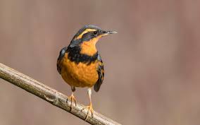 This is an essential clue in determining the identity of the blue bird with a red/orange chest. Varied Thrush Audubon Field Guide