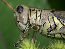 Grasshopper Closeup 1830s Grasshopper Acrylic Art Creatures