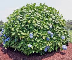 I always do those in spring if they need it. Do I Prune My Hydrangeas In The Fall Hyannis Country Garden