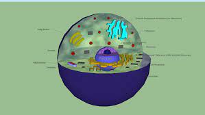 Animal cells are typically round and irregular, while plant cells are rectangular and fixed in shape.3 x research source. Animal Cell Diagram 3d Warehouse