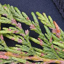 Image result for didymascella thujina