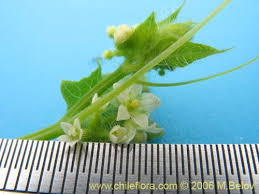 Image result for Cucumis bryoniifolius