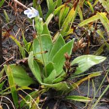 Image result for Crepidorhopalon goetzei