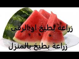 بطيخ او رقى طريقة زراعتة من البذرة لثمرة Watermelon حلقة 176 Youtube Watermelon Fruit Food