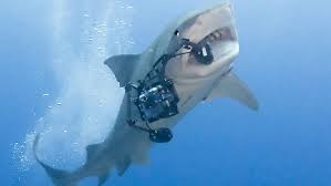 What Do Tiger Sharks Eat All Five Oceans Do they only ever eat seals or do they dine on other sea creatures? what do tiger sharks eat all five oceans
