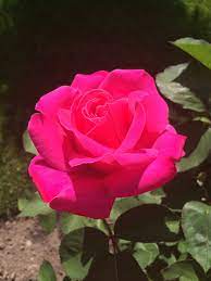Miss All American Beauty From My Garden Organic Roses Pink Rose Pictures Most Popular Flowers