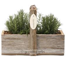 Plants are multicellular organisms in the kingdom plantae that use photosynthesis to make their own food. Growing Gifts Plant Flower Gifts Plant Gifts Gifts Remembrance Gifts