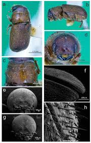 Big tom's pest control, st. Insects Free Full Text Cryptic Species Discrimination In Western Pine Beetle Dendroctonus Brevicomis Leconte Curculionidae Scolytinae Based On Morphological Characters And Geometric Morphometrics Html