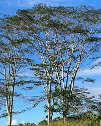 Image result for Culcasia falcifolia