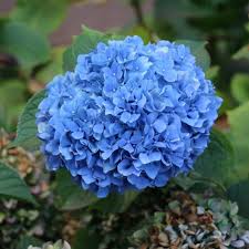 Image result for Hydrangea