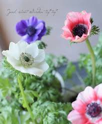 アネモネ 矮性品種 ポルトmix 一重 Junk Sweet Garden Tef Tef 春の庭 植木鉢 季節の生花種類