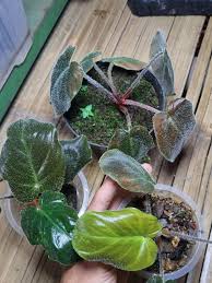 Image result for Sarcophrynium