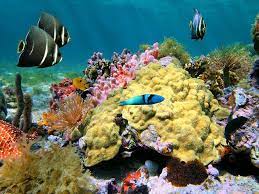 While dominica isn't usually at the top of the list for the best diving sites in the caribbean, anyone who has taken the plunge at the champagne reef knows just how wonderful this site truly is. Champagne Reef Domenica Caribbean Tourist Attraction Best Scuba Diving Tourist