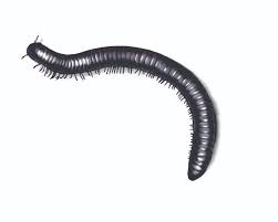 What are some facts about millipedes? Do Centipedes Or Millipedes Have Natural Predators Orkin