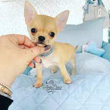 Check spelling or type a new query. Extreme Apple Head Teacup Chihuahua Puppy For Sell Tiny Paws