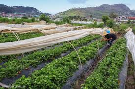 Strawberry farm is in nestled in green surroundings of forest located at just 8 km from nagpur. La Trinidad Strawberry Farm Heart Shaped Madness In Benguet Philippines The Poor Traveler Itinerary Blog