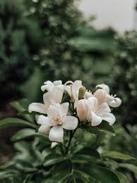Image result for Murraya paniculata