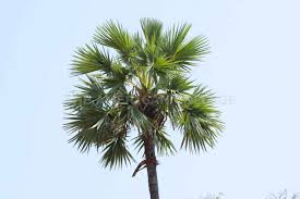 Image result for Borassus