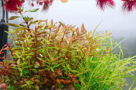 Image result for Rotala mexicana
