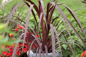 Image result for Cordyline