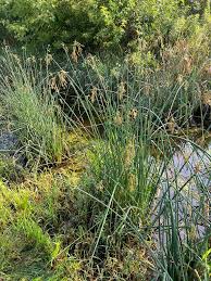 Image result for Schoenoplectus muricinux