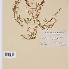 Image result for Crotalaria sphaerocarpa