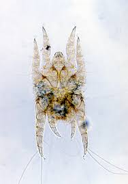 Image result for what do otodectes cynotis look like in dog fur