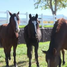 Alerta Virus Equino: Rodeo en Jaque y Cierres Masivos en Argentina