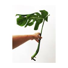 Evita Naomi Op Instagram Hello New Root Propagation Monstera Leaf Mo N S T E R A D E L I C I O S A Plants Nature Botanical Houseplants Houseplan
