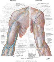 17 photos of the diagram of shoulder muscles and tendons. Atlas Of Human Anatomy 2nd Edition