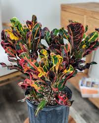 Image result for Croton polytrichus