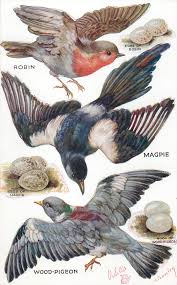 Full Sized Image Robin Magpie Wood Pigeon Their Eggs Tuckdb Bird Drawings Bird Art Bird Illustration