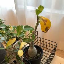 葉が黄色になったの投稿画像一覧 Greensnap グリーンスナップ