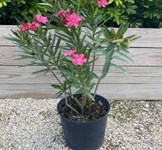 Image result for Nerium oleander