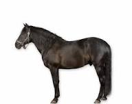 All About Horses | AMNH