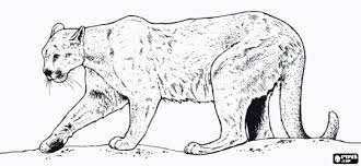 Free Mountain Lion Coloring Pages Coloring Pages Felines Coloring Book Felines Printable Color Pages Lion Images Coloring Pages Lion Coloring Pages