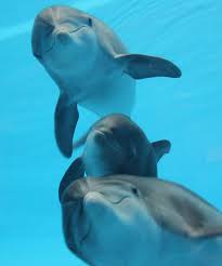 Or, no oil at all. Discover The Bottlenose Dolphin Our Animals Indianapolis Zoo