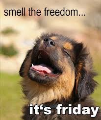 Happy Friday Slay It Cute Animals Cute Funny Animals Funny Animal Pictures