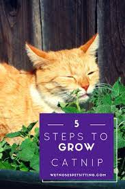 5 Steps To Start Growing Catnip Inside From Seeds Cat Care Cat Safe Plants Benadryl For Cats