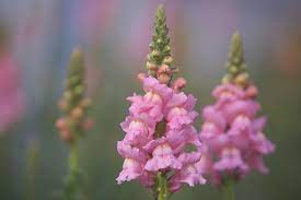 Nz Flowers Week Blog Flower Profile Snapdragons Antirrhinum