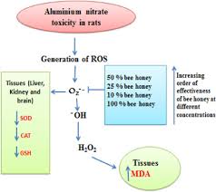 Jul 29, 2021 · apple articles, stories, news and information. Ameliorative Prowess Of Bee Honey In The Tissues Of Rats Administered Aluminium Nitrate Sciencedirect
