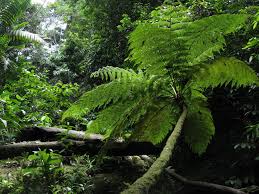 Image result for Cyathea mildbraedii