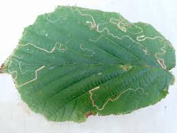 Image result for Stigmella prunetorum